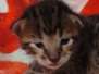 Zephon Savannah F-6SBT Brown Spotted Male #1 DOB 5-29-22