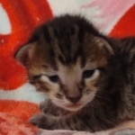 Savannah F-6SBT Male DOB 5-29-22