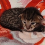 Savannah F-6SBT Male DOB 5-29-22