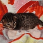 Savannah F-6SBT Male DOB 5-29-22