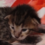 Savannah F-6SBT Male DOB 5-29-22