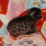 Savannah F-6SBT Male DOB 5-29-22