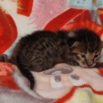 Savannah F-6SBT Male DOB 5-29-22