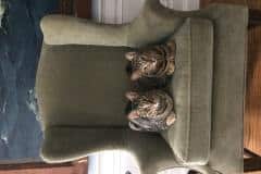 Kenya Savannah F-6SBT Brown Spotted male #2 DOB 10-8-14