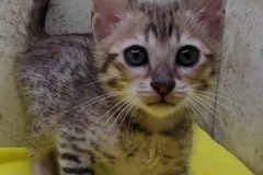 Savannah F-6SBT Brown Spotted Male #2 DOB 12-7-23