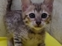 Savannah F-6SBT Brown Spotted Male #2 DOB 12-7-23