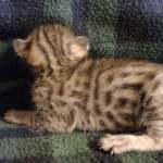 Savannah F-6SBT Male BST DOB 12-7-23