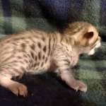 Savannah F-6SBT Male BST DOB 12-7-23