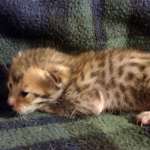 Savannah F-6SBT Male BST DOB 12-7-23