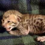 Savannah F-6SBT Male BST DOB 12-7-23