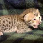 Savannah F-6SBT Male BST DOB 12-7-23