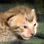 Savannah F-6SBT Male BST DOB 12-7-23