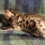 Savannah F-6SBT Male BST DOB 12-7-23