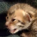 Savannah F-6SBT Male BST DOB 12-7-23