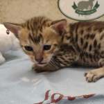 Savannah F-6SBT Male BST DOB 12-7-23