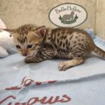 Savannah F-6SBT Male BST DOB 12-7-23