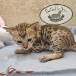 Savannah F-6SBT Male BST DOB 12-7-23