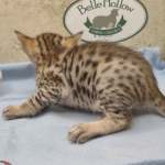 Savannah F-6SBT Male BST DOB 12-7-23