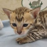 Savannah F-6SBT Male BST DOB 12-7-23