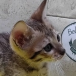 Savannah F-6SBT Male BST DOB 12-7-23