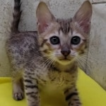 Savannah F-6SBT Male BST DOB 12-7-23