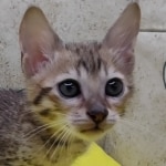 Savannah F-6SBT Male BST DOB 12-7-23