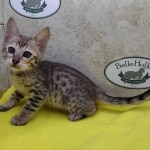 Savannah F-6SBT Male BST DOB 12-7-23