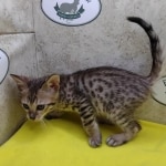 Savannah F-6SBT Male BST DOB 12-7-23