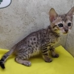 Savannah F-6SBT Male BST DOB 12-7-23