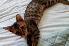 Buddha, Savannah, F-6SBT, Brown spotted male #2 DOB 4-20-17