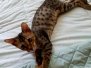 Buddha, Savannah, F-6SBT, Brown spotted male #2 DOB 4-20-17