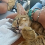 Buddha, Savannah, F-6SBT, Brown Black spotted, Male, DOB 4-20-17