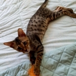 Buddha, Savannah, F-6SBT, Brown Black spotted, Male, DOB 4-20-17