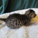 Savannah, F-6SBT, Brown Black spotted, Male, DOB 4-20-17