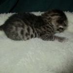 Savannah, F-6SBT, Brown Black spotted, Male, DOB 4-20-17