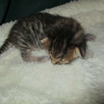 Savannah, F-6SBT, Brown Black spotted, Male, DOB 4-20-17