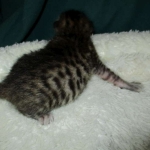 Savannah, F-6SBT, Brown Black spotted, Male, DOB 4-20-17