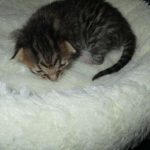 Savannah, F-6SBT, Brown Black spotted, Male, DOB 4-20-17