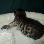 Savannah, F-6SBT, Brown Black spotted, Male, DOB 4-20-17