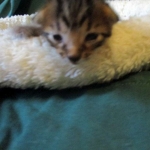 Savannah, F-6SBT, Brown Black spotted, Male, DOB 4-20-17