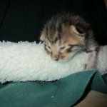 Savannah, F-6SBT, Brown Black spotted, Male, DOB 4-20-17