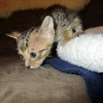 Savannah, F-6SBT, Brown Black spotted, Male, DOB 4-20-17