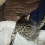 Savannah, F-6SBT, Brown Black spotted, Male, DOB 4-20-17