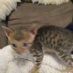 Savannah, F-6SBT, Brown Black spotted, Male, DOB 4-20-17