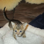 Savannah, F-6SBT, Brown Black spotted, Male, DOB 4-20-17