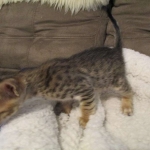 Savannah, F-6SBT, Brown Black spotted, Male, DOB 4-20-170