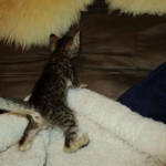 Savannah, F-6SBT, Brown Black spotted, Male, DOB 4-20-17