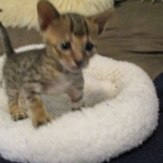 Savannah, F-6SBT, Brown Black spotted, Male, DOB 4-20-17