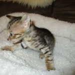 Savannah, F-6SBT, Brown Black spotted, Male, DOB 4-20-17