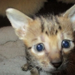 Savannah, F-6SBT, Brown Black spotted, Male, DOB 4-20-17